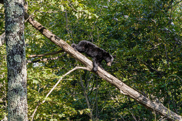 year old black bear cub climbing down fallen tree in the sunlit forest © SurfyArt