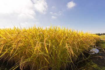  朝露に濡れる収穫期の稲穂　品種：つや姫