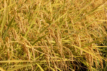 朝露に濡れる収穫期の稲穂　品種：つや姫