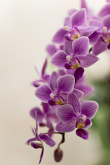 Obraz premium Primary Phalaenopsis Orchid Hybrid Veitchiana. Vivid Purple Pink Flowers Covering Blossoming Inflorescence 
