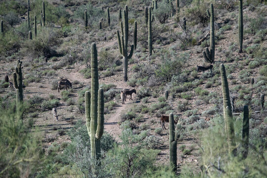 Arizona desert wilderness with wild herd of burros 