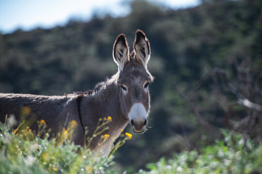wild Burro donkey in natural habitat posing for portraits