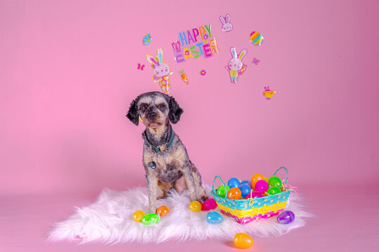 Two cute black and tan cavoodle wearing bow ties postng on pink background in a photo studio