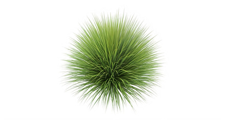 Obraz premium Detailed illustration of a lush green bush with intricate foliage isolated on transparent background