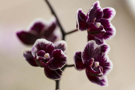 Flowers of Peloric Phalaenopsis Orchid Miki Black Angel '364'.  Inlorescence with Several Flowers Open. Burgundy Black Flowers with White Picotee and Featherly Pattern