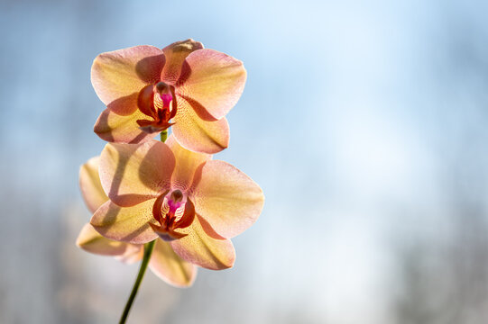 Soft peach Phalaenopsis orchid blooms glowing in gentle natural light