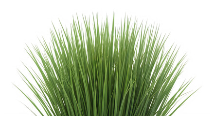 Detailed illustration of green grass with seed heads isolated on transparent background