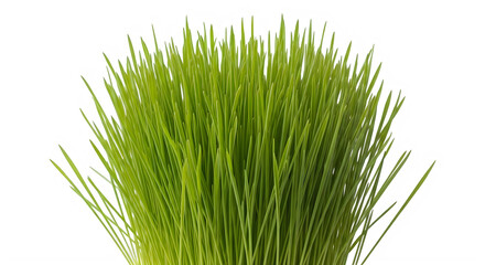 Lush green grass clump with detailed blades isolated on transparent background