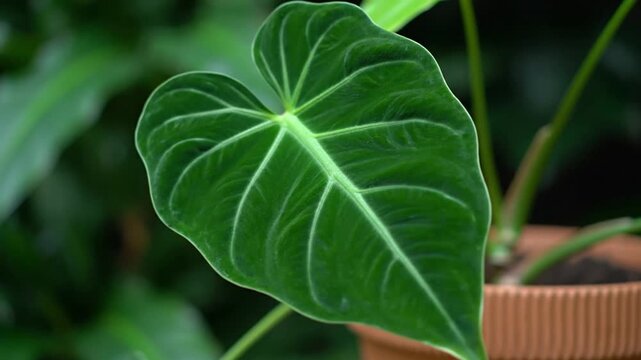 Green velvet leaf in pot.