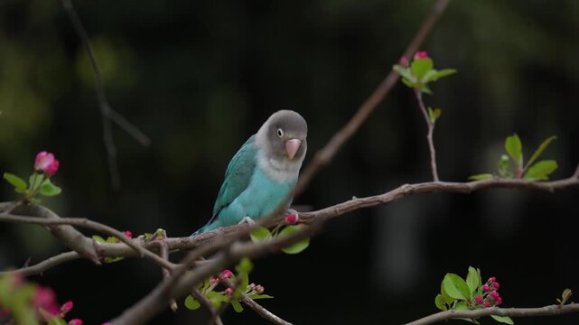 Blue Lovebird Perched on Blooming Crabapple Tree in Spring