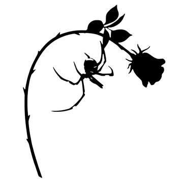 Spider rose silhouette