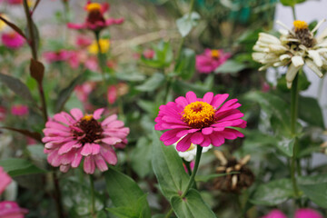 A close up of a pink flower with a yellow center. The flower is surrounded by green leaves
