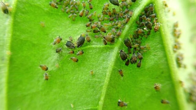 Aphids that feed on the underside of leaves to suck nectar, aphids on the inside of the leaf. Agricultural pest. Infected . Close up, Black pepper aphids infestation. Ants tending to aphids on plant.