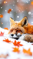 Fototapeta premium A red fox peacefully sleeps in the snow with falling leaves during a winter scene