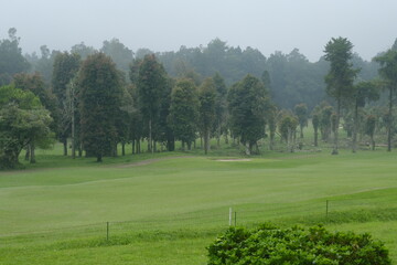Fototapeta premium Green Golf Fields with Trees on the Horizon in Misty Overcast Landscape