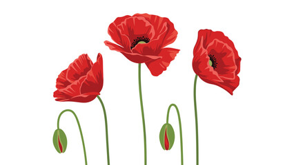 Naklejka premium Vibrant red poppies and green flower buds standing tall on long stems against a plain white backdrop in a botanical illustration.