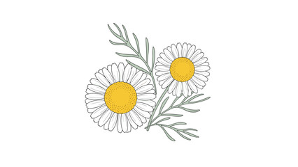 Delicate botanical illustration of two bright white daisies with yellow centers and green leaves on a clean white background.