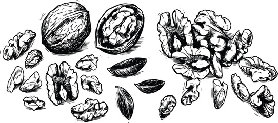 Fototapeta premium Walnuts whole, cracked and shelled, leaves, hand drawn sketch engraving style vector illustration
