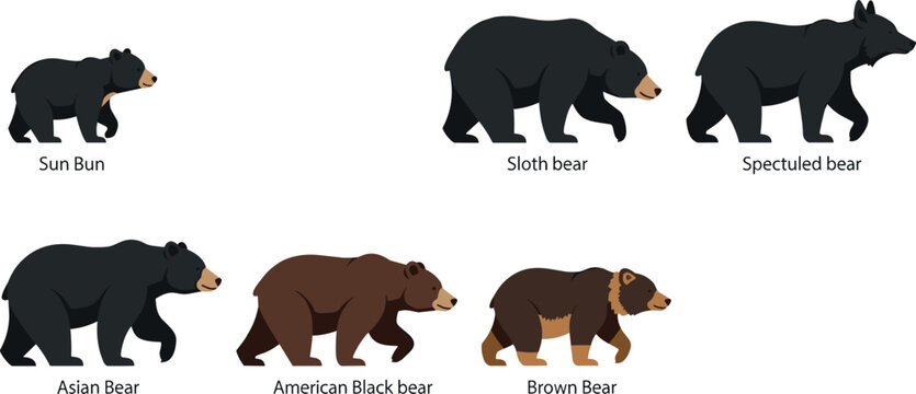 Different bear species collection including sun bear sloth bear and black bear wildlife vector illustration set
