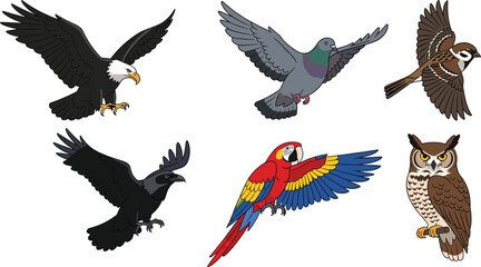 Set of hand drawn vector bird illustrations featuring bald eagle, pigeon, sparrow, black crow, scarlet macaw parrot and great horned owl isolated on white background © MdMeherul