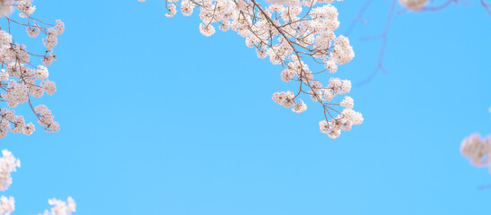Obraz premium beautiful Spring day, Cherry blossom against blue sky in park, Somei Yoshino Sakura blooming in sunshine day. Japan Travel background, template and wallpaper for spring season and Hanami picnic