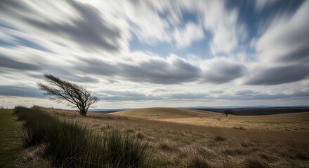 Fototapeta premium A lone tree stands in a vast, open field under a cloudy sky.