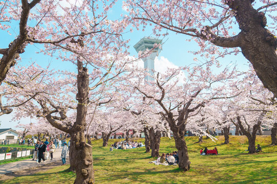 Tourists sightseeing and hanami in Sakura Cherry Blossom tree in Spring season. Goryokaku Tower park in Hakodate city, Hokkaido prefecture, Japan. famous Landmark, Japan Travel and Vacation