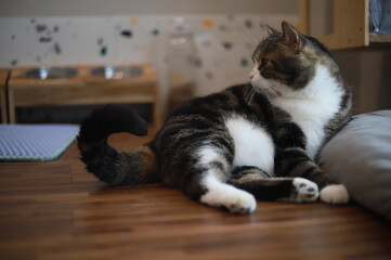 thai cat , old cat in thailand
