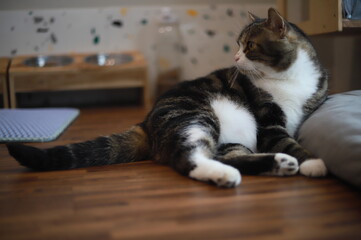 thai cat , old cat in thailand