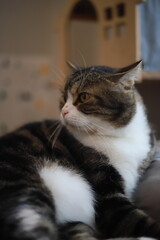 thai cat , old cat in thailand