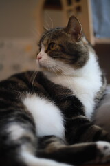 Electric poles in Thailand ,