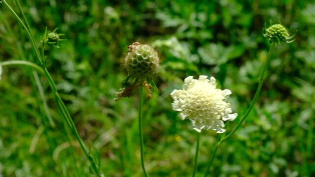 Scabiosa flower blooming. Scabiosa ochroleuca. Hot summer day. Summer dense forest, fresh grass, flowers. Sun filtered through the leafy canopy.
