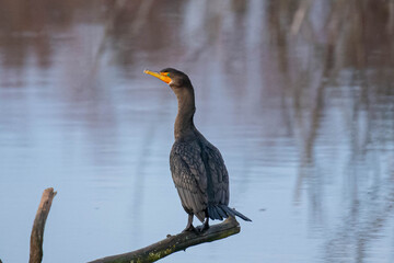 Fototapeta premium Cormorant