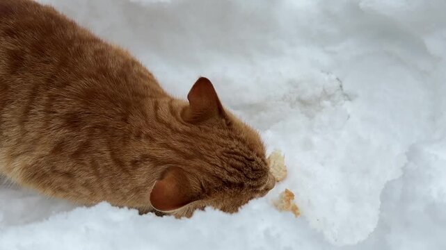 Offering food to a cat that is left out in the cold and feeding it.