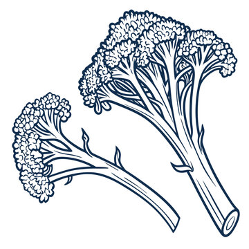 broccolini line art flower