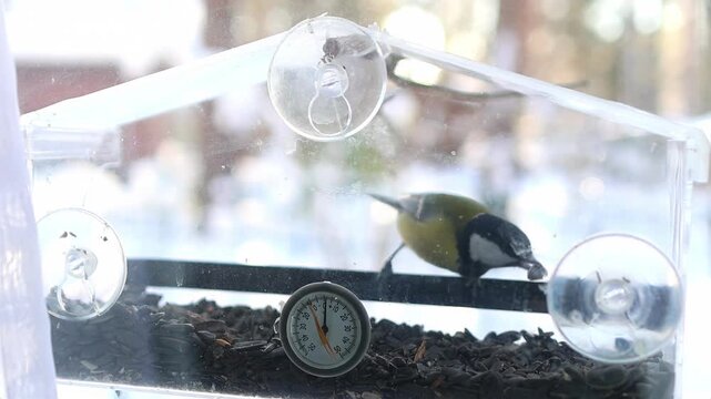 Small bluetit bird sitting on feeder filled with seeds in winter setting. Backyard wildlife concept and peaceful seasonal nature scene. Bird watching.