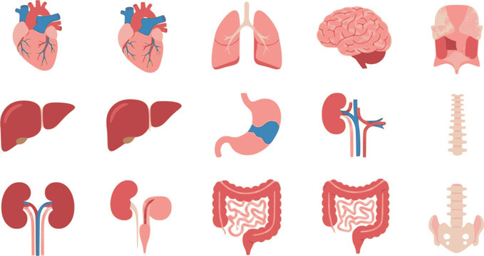 Essential human internal organs set in a minimalist flat vector design, ideal for anatomical studies, biology education, and medical diagrams illustrating core body systems and functions