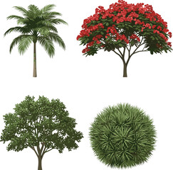 Coconut Palm, Red Flowering Royal Poinciana, Green Shade Tree, Spherical Bush Palm Illustration for Design and Nature Themes © MstFatema