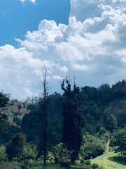 Obraz premium trees in the mountains