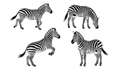 Fototapeta premium Black and White Zebra Illustrations Set: Walking, Grazing, Rearing, and Standing Poses