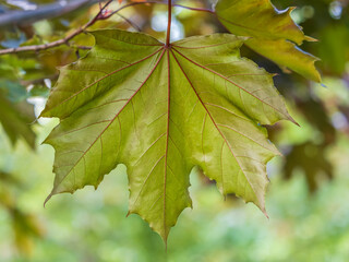 Spring branches of maple tree with fresh green leaves. Acer saccharinum, silver maple