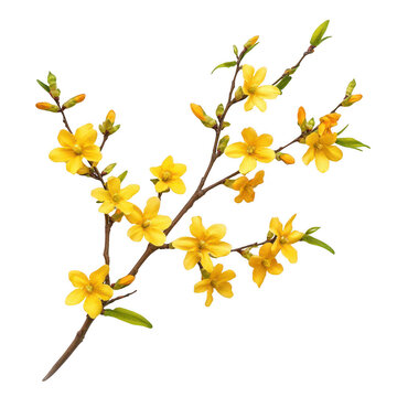 Branch of forsythia with yellow flowers and green leaves isolated on transparent background transparent background