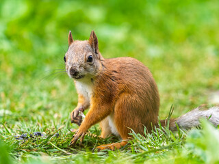 Obraz premium Squirrel eats a nut while sitting in green grass. Eurasian red squirrel, Sciurus vulgaris