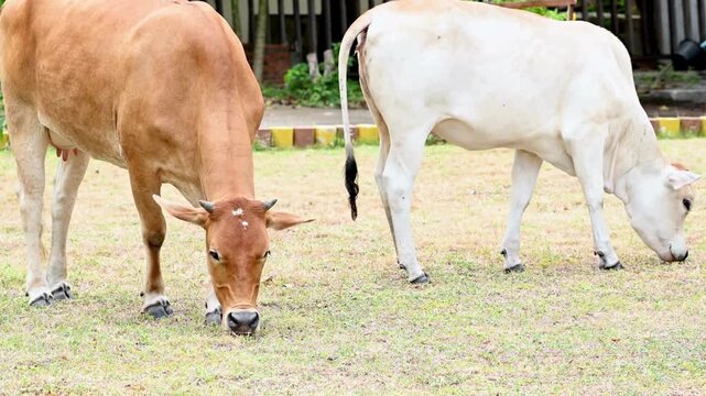 zebu cattle grazing in an Indian pasture