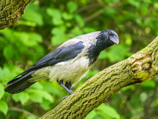 Fototapeta premium Hooded crow, corvus cornix, standing on the lawn in the spring or summer
