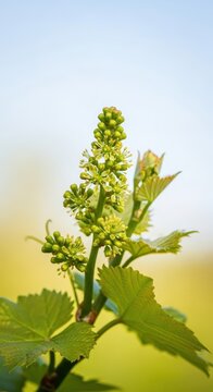 D&eacute;licates fleurs de vigne s'&eacute;panouissent sur les jeunes sarments printaniers, signe de croissance et de l'arriv&eacute;e imminente des futurs fruits, culture, vigne, grappe