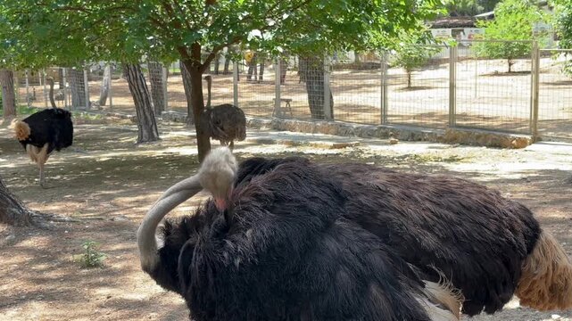 ostrich resting under tree shade inside fenced farm enclosure