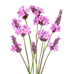 Obraz premium Pink and purple lavender flowers on green stems isolated on transparent background transparent background