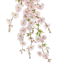 Pink cherry blossoms with green leaves on branches isolated on transparent background transparent background