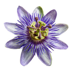 Purple passionflower with green center and long stamens isolated on white background transparent background